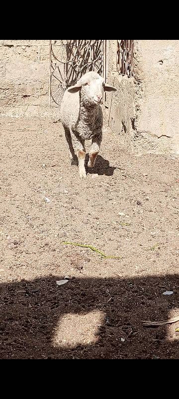 long Tail sheep Female / Merino Long Tail sheep 7