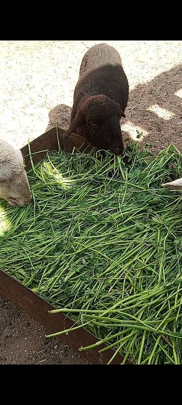 long Tail sheep Female / Merino Long Tail sheep 8