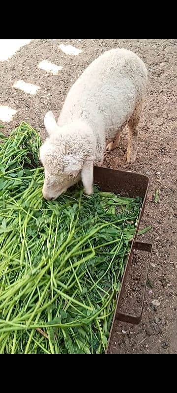 long Tail sheep Female / Merino Long Tail sheep 9