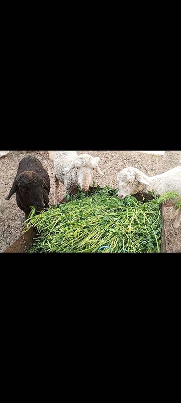 long Tail sheep Female / Merino Long Tail sheep 10