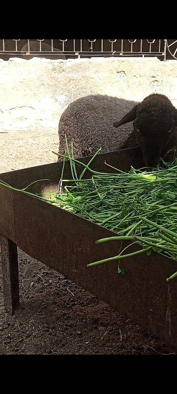 long Tail sheep Female / Merino Long Tail sheep 11