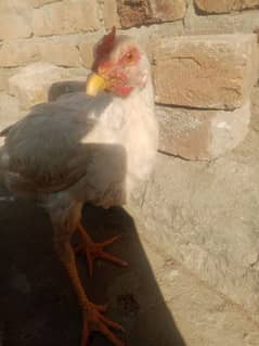 aseel male for sale 2000