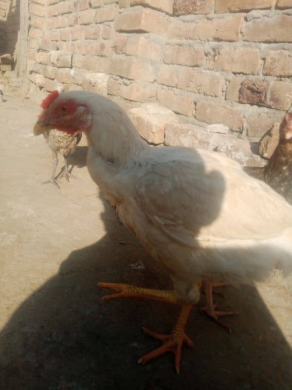 aseel male for sale 2000 4