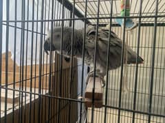 African Grey /African Parrots / Parrot