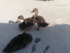 Ducks