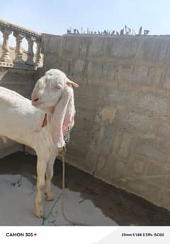 bakra