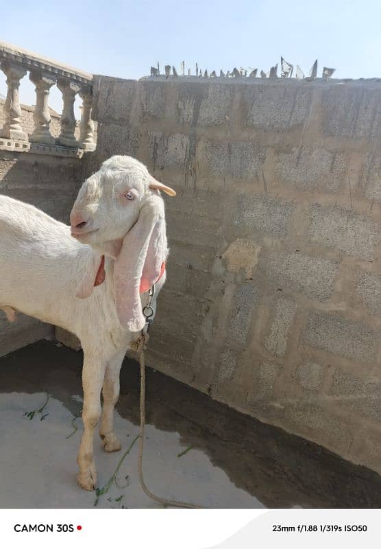 bakra for qurbani 0