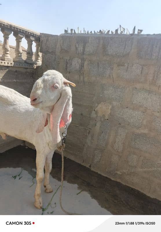 bakra for qurbani 1