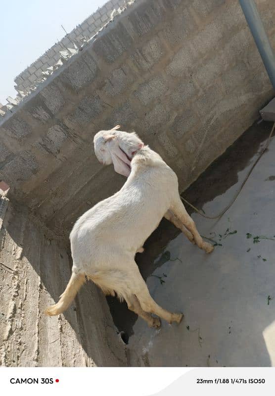 bakra for qurbani 2