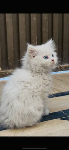 Male persian kitten for sale