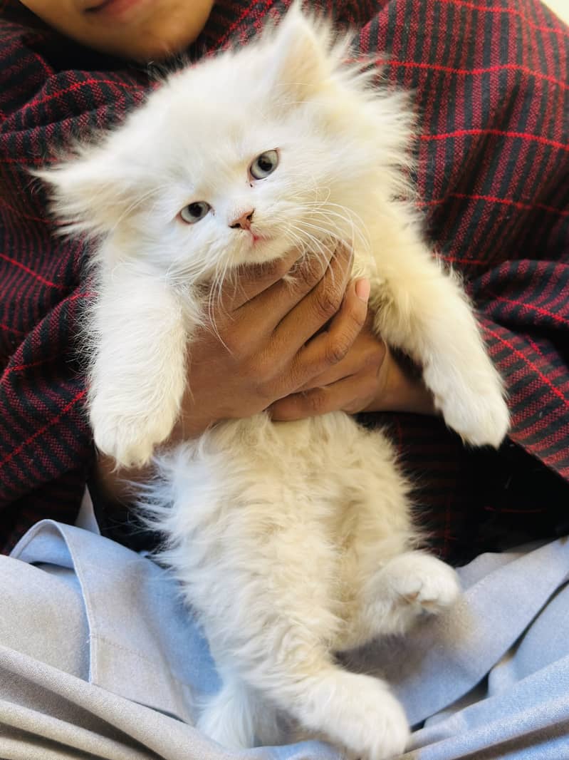 Male persian kitten for sale 2