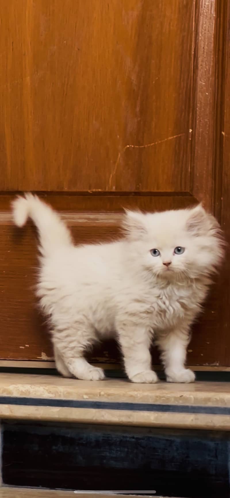 Male persian kitten for sale 3