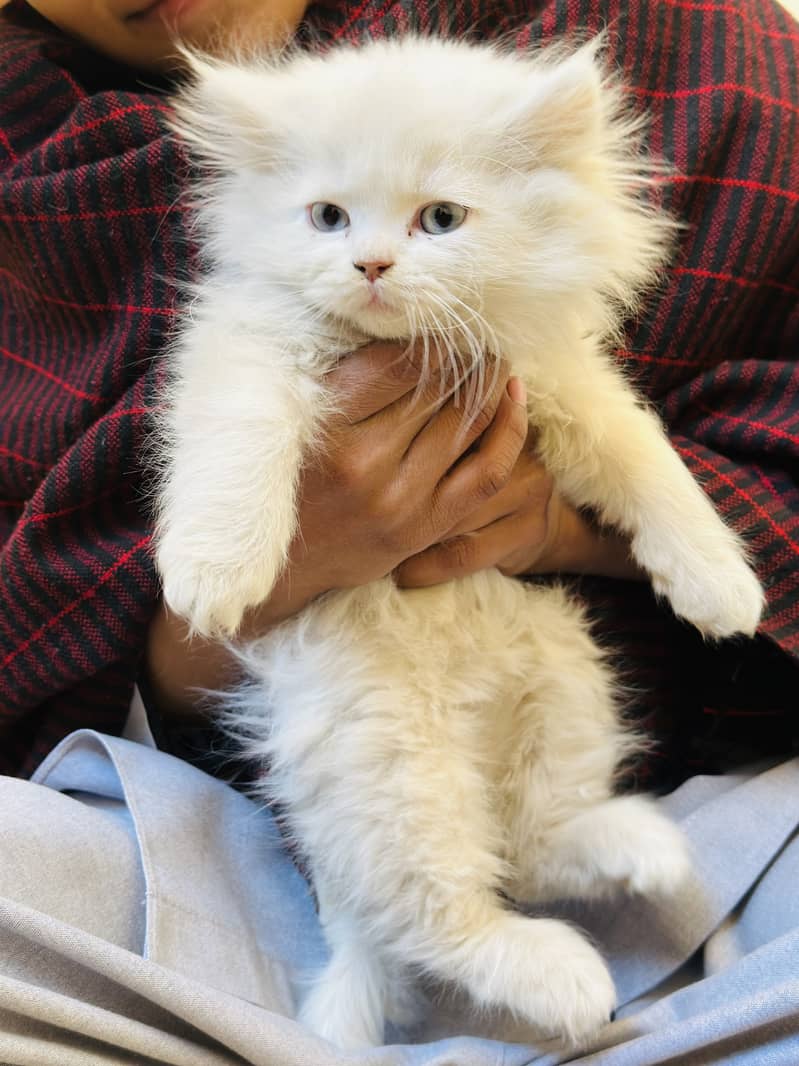 Male persian kitten for sale 4