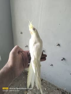 Hand Tame Cockatiel Parrot