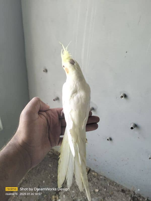 Hand Tame Cockatiel Parrot 0