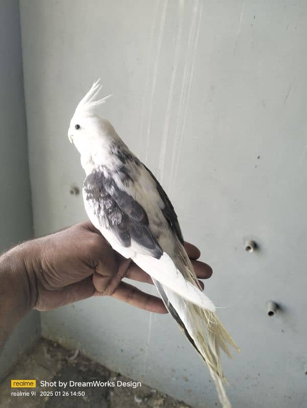 Hand Tame Cockatiel Parrot 1