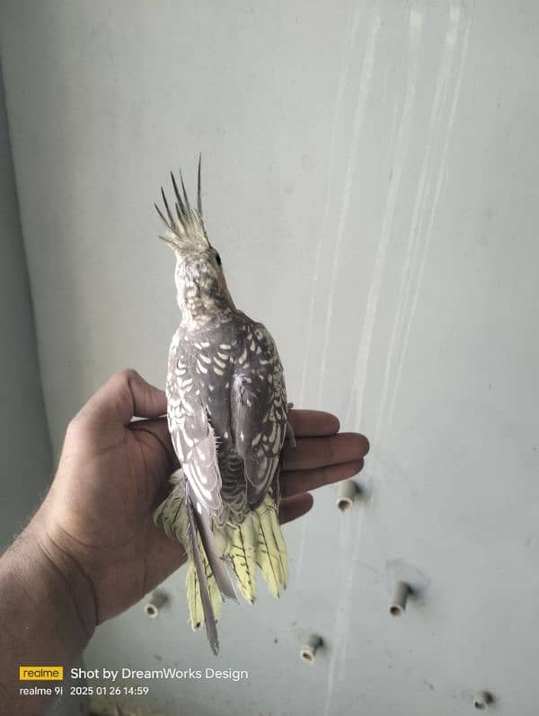 Hand Tame Cockatiel Parrot 3