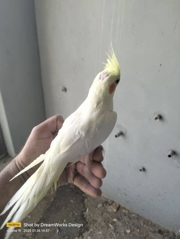 Hand Tame Cockatiel Parrot 4