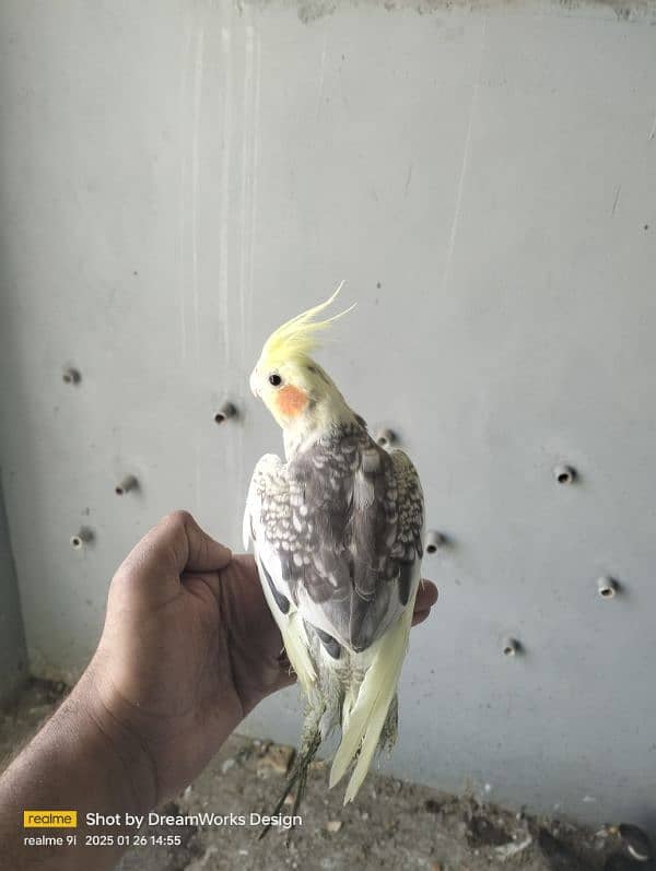 Hand Tame Cockatiel Parrot 5