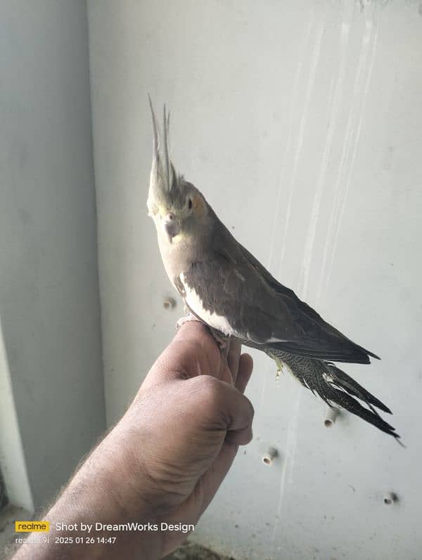 Hand Tame Cockatiel Parrot 6