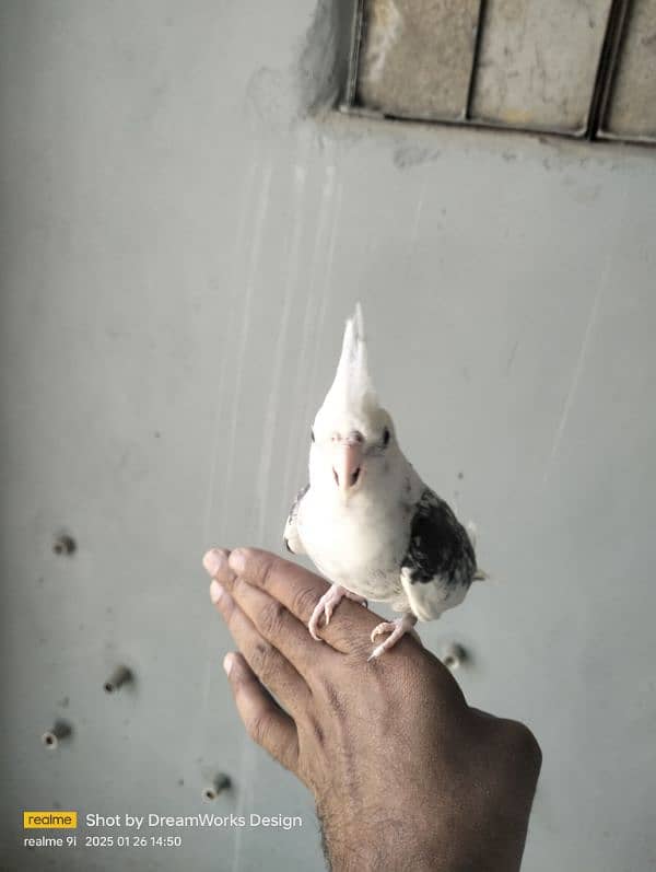 Hand Tame Cockatiel Parrot 7