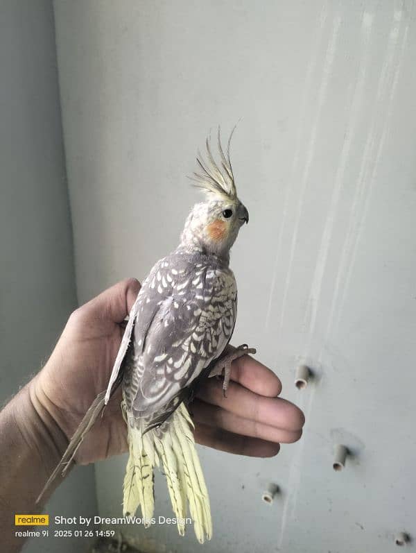 Hand Tame Cockatiel Parrot 8