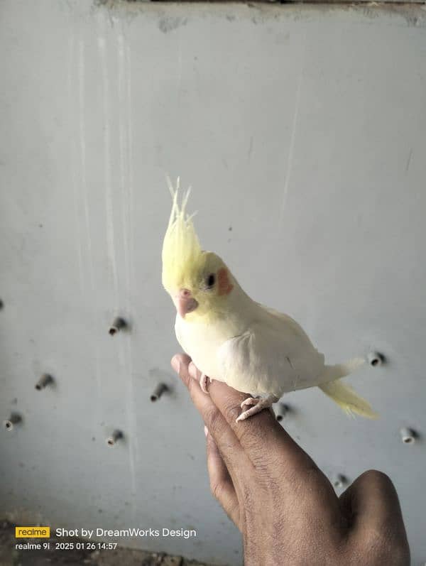 Hand Tame Cockatiel Parrot 9