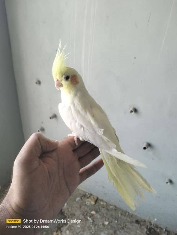 Hand Tame Cockatiel Parrot 10