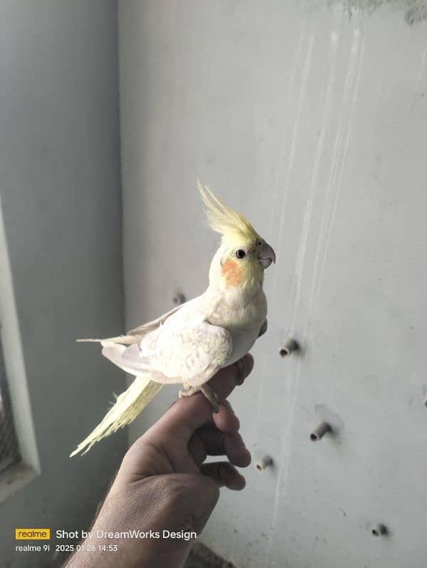 Hand Tame Cockatiel Parrot 11