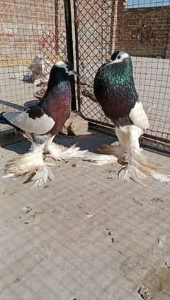 Magpie gubara Bredr pair