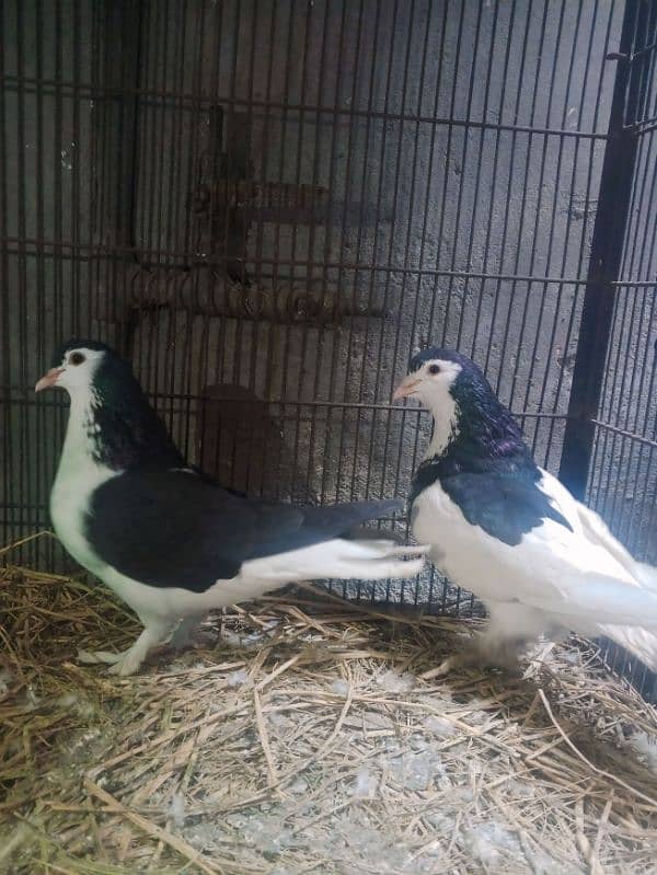 breeder pair full active. reasonable price 1