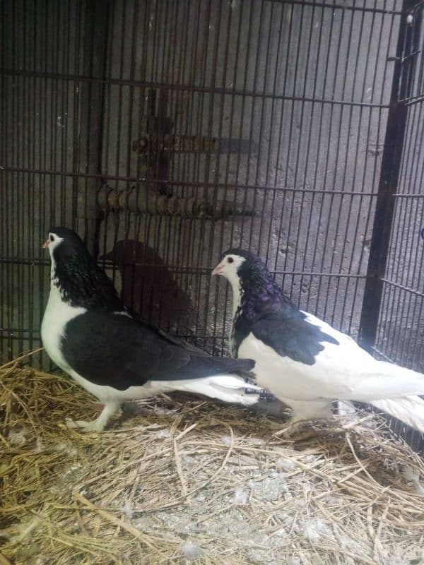 breeder pair full active. reasonable price 2