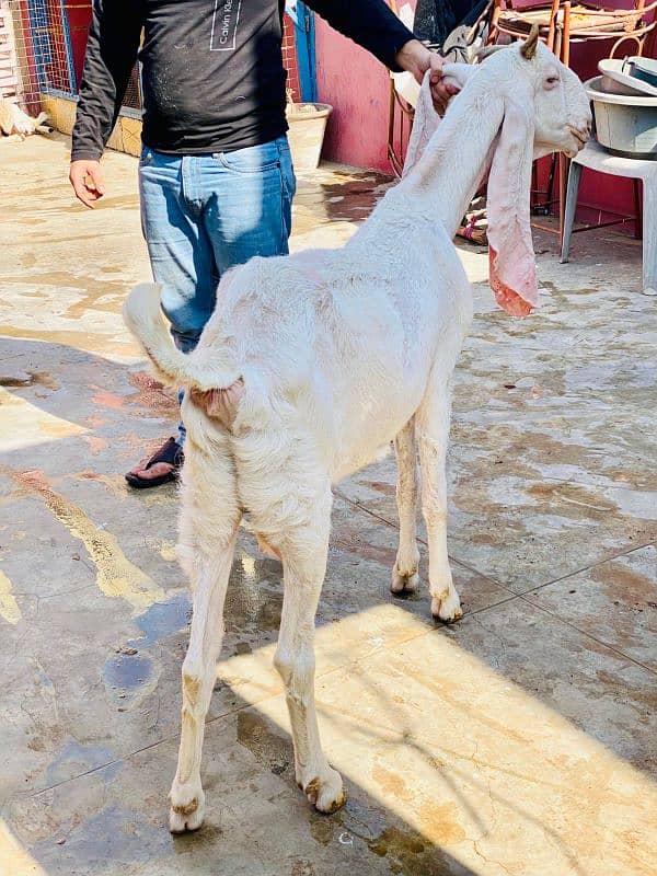 gulabi bakri with female bacha 3