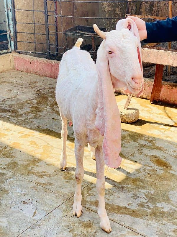 gulabi bakri with female bacha 6