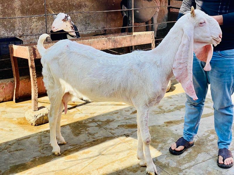 gulabi bakri with female bacha 7