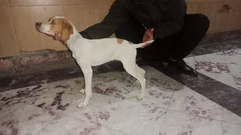 pointer puppy for sale 0