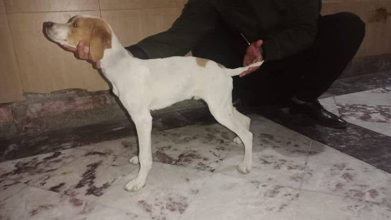 pointer puppy for sale 1