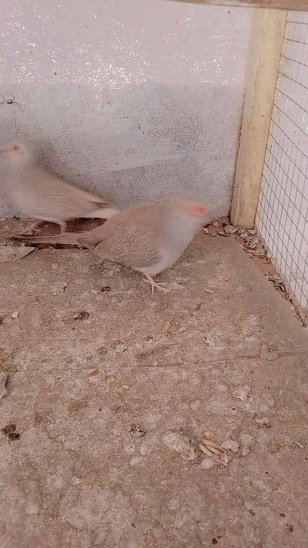 red dimand dove breeder pair 0