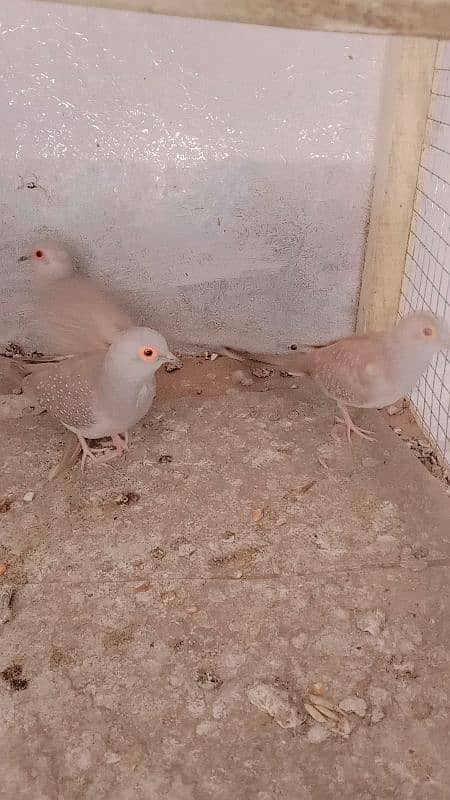 red dimand dove breeder pair 1