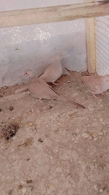 red dimand dove breeder pair 2