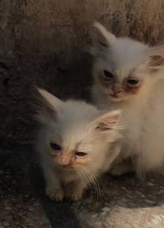 double coat doll face kittens