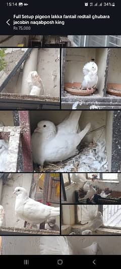 03335401216 Full Setup pigeon lakka fantail ghubara jacobin naqabposh