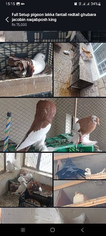 03335401216 Full Setup pigeon lakka fantail ghubara jacobin naqabposh 1