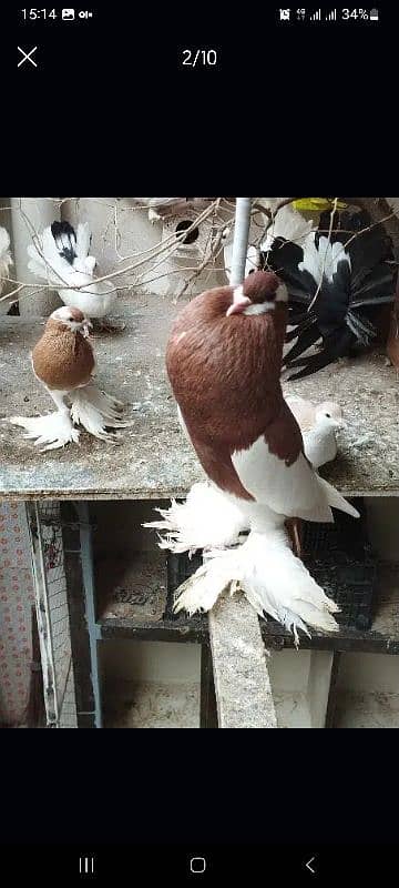 03335401216 Full Setup pigeon lakka fantail ghubara jacobin naqabposh 2