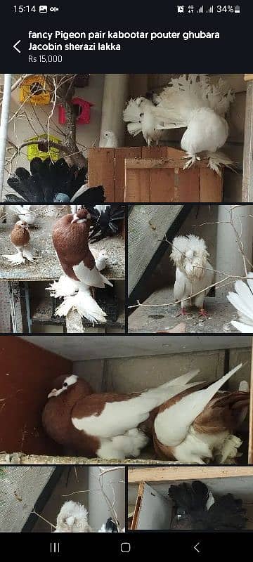 03335401216 Full Setup pigeon lakka fantail ghubara jacobin naqabposh 3