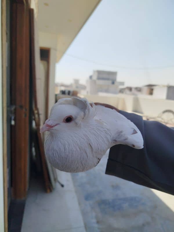 fancy pigeon 3