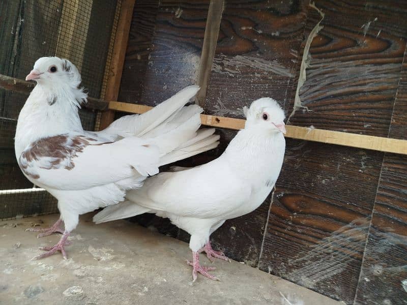 fancy pigeon 4