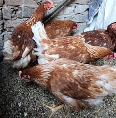 Lohman brown egg laying hens