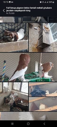 03335401216 Full Setup pigeon lakka fantail redtail ghubara naqabposh