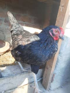 Desi Egg Laying hen